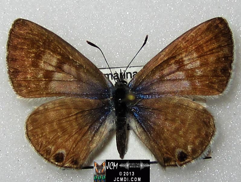 Leptotes marina (Marine Blue Butterfly images)